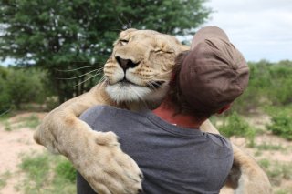 ライオンが世話係と8年ぶりに対面 - ライオンの反応にご注目を！
